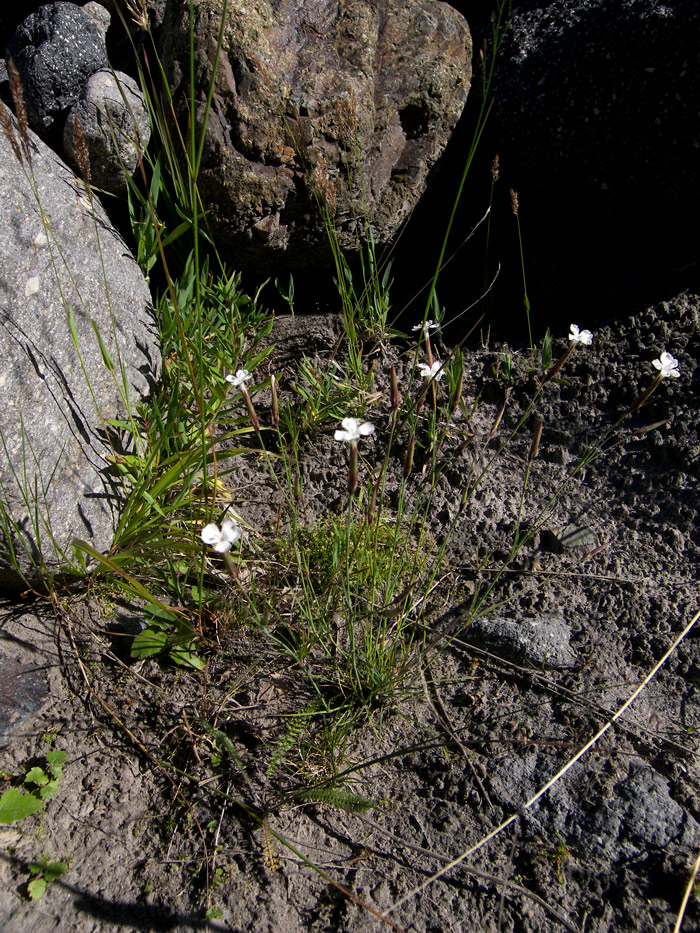 Изображение особи Dianthus elbrusensis.