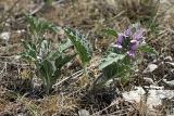 Phlomoides boraldaica