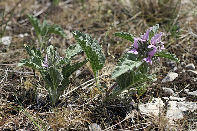 Image of Phlomoides boraldaica specimen.