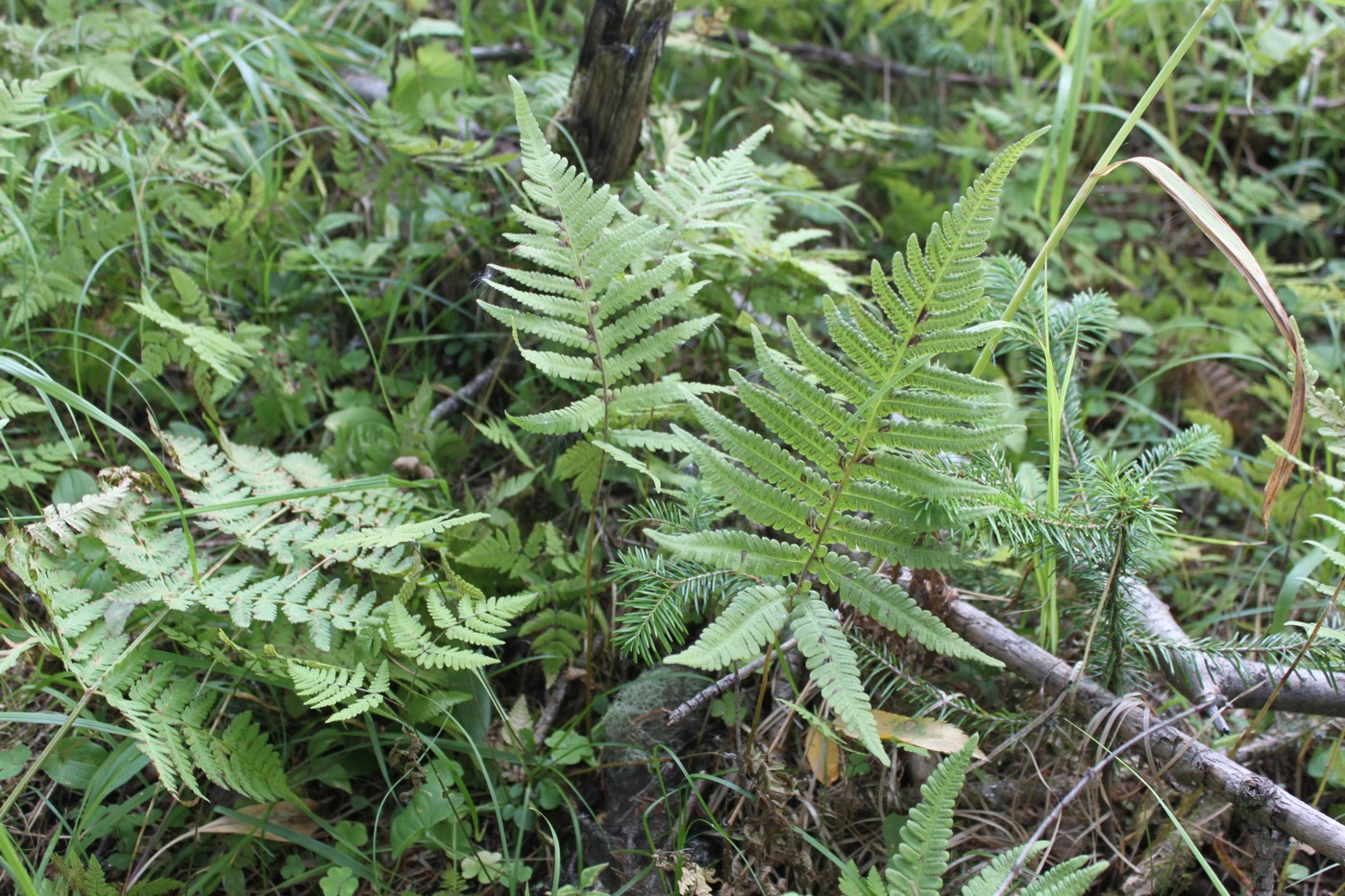 Изображение особи Phegopteris connectilis.