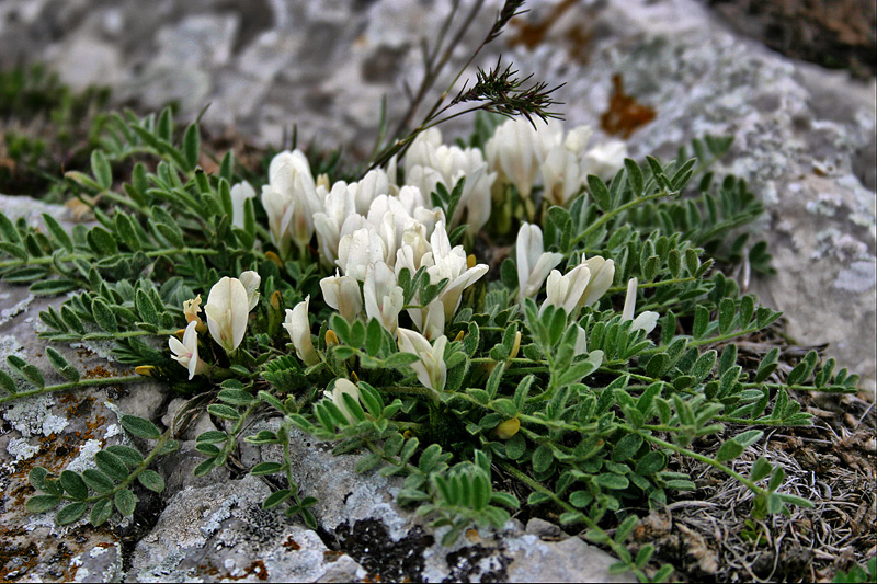 Изображение особи Astragalus rupifragus.