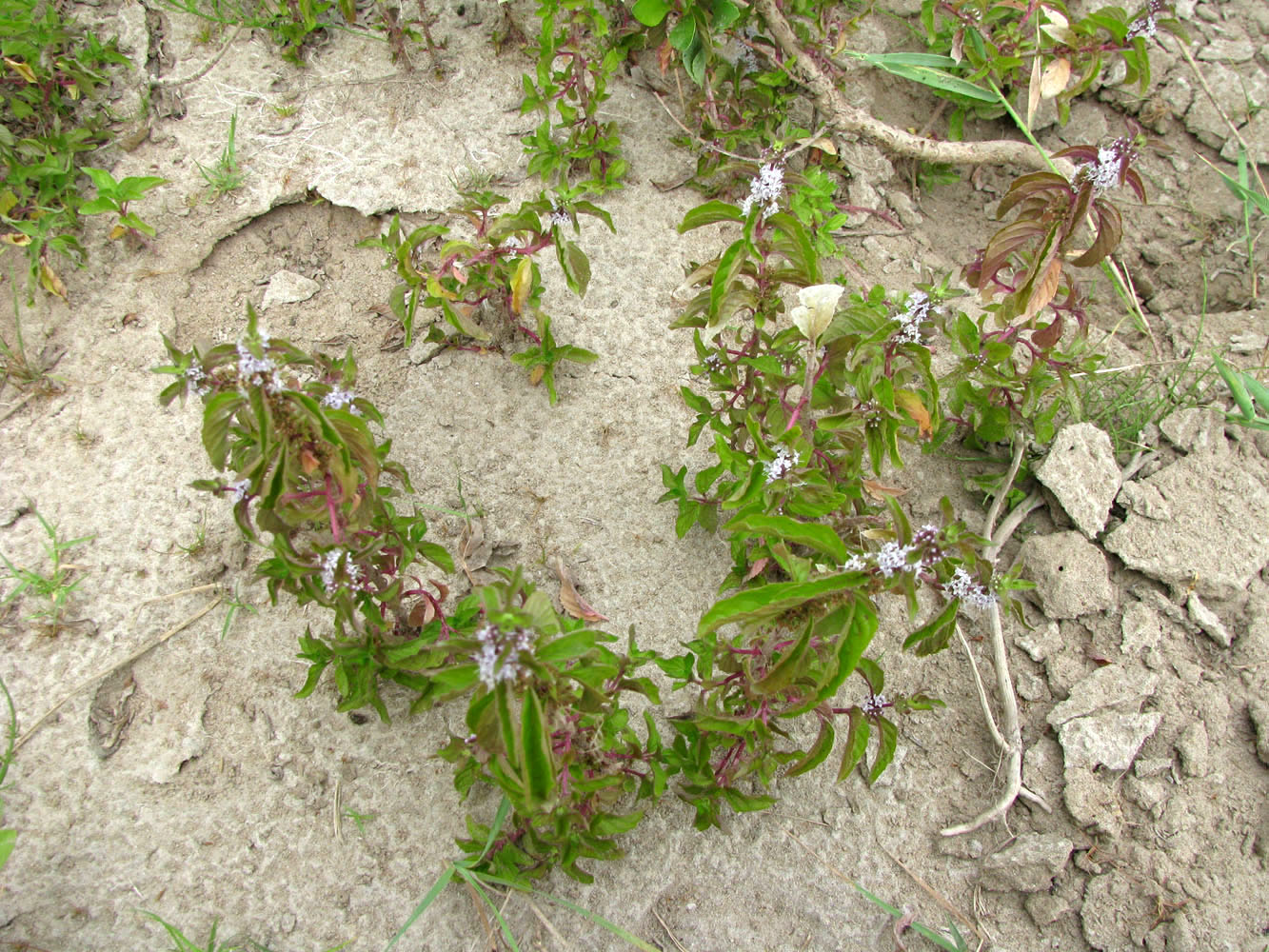 Image of Mentha arvensis specimen.