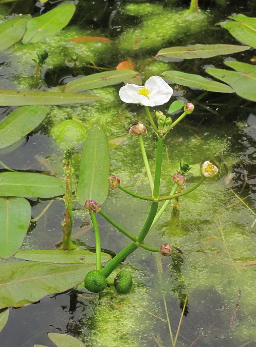 Image of Sagittaria natans specimen.