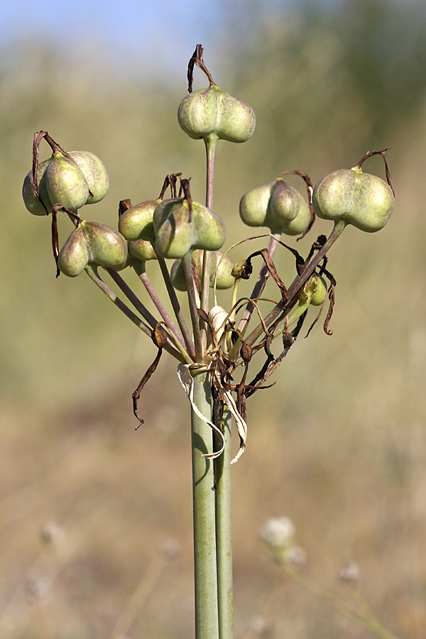 Image of Ungernia sewerzowii specimen.