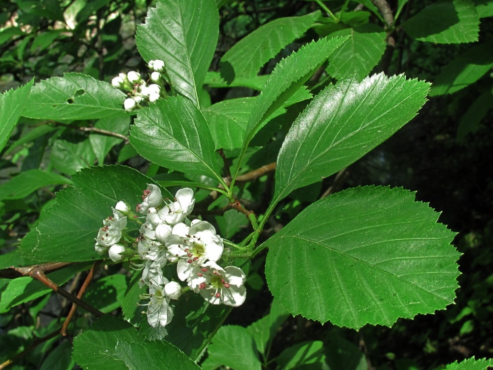 Изображение особи Crataegus crus-galli.