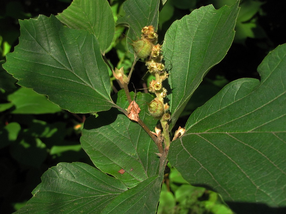 Image of Hamamelis japonica specimen.