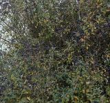 Ligustrum vulgare. Часть плодоносящего растения ('Lodense'). Германия, г. Кемпен, зона отдыха. 26.10.2012.