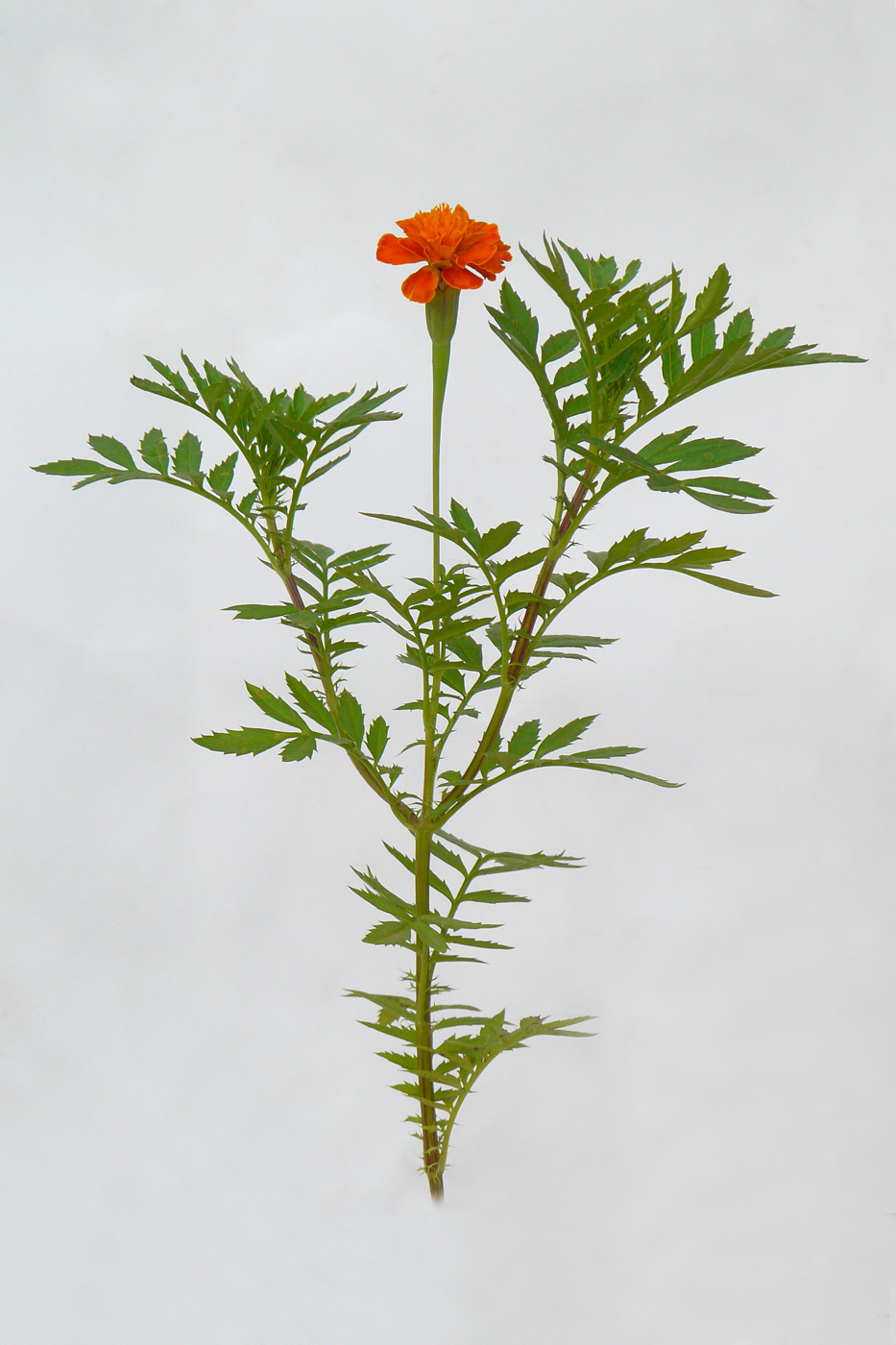 Image of Tagetes patula specimen.