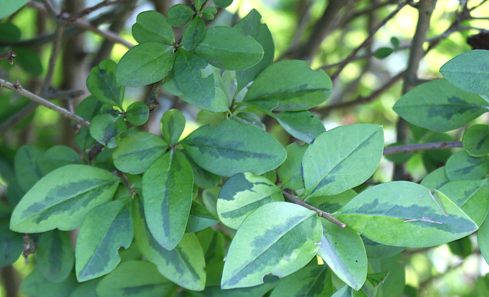 Image of Ligustrum ovalifolium specimen.
