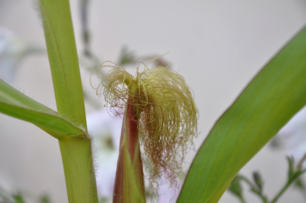 Image of Zea mays specimen.