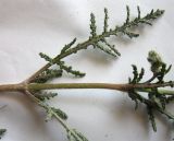 Salvia lanigera. Часть побега. Израиль, г. Беэр-Шева, пустырь. 03.01.2013.