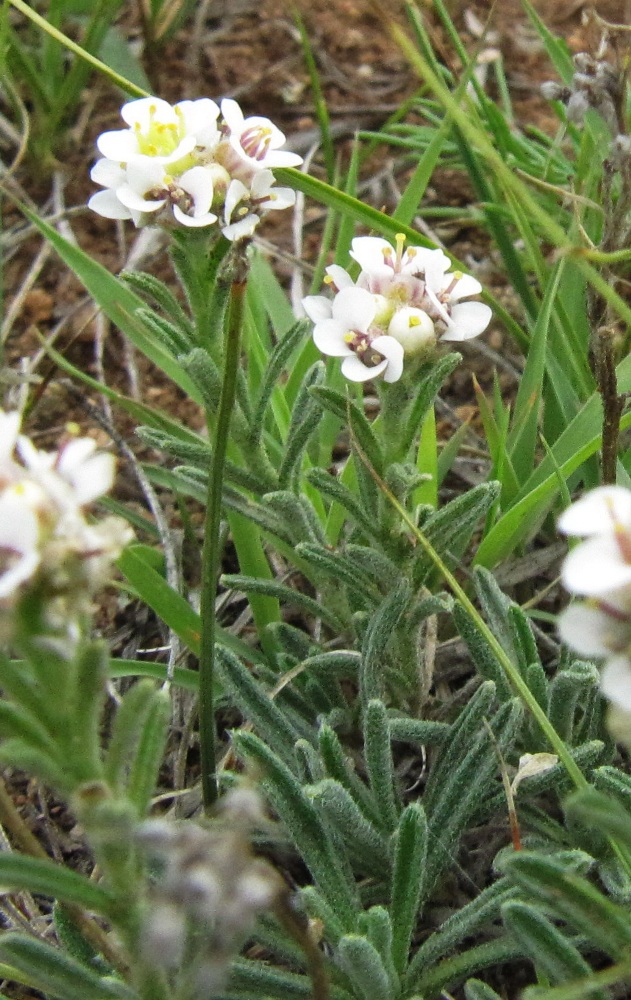 Изображение особи Ptilotrichum tenuifolium.