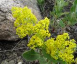 Galium verum