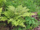 genus Athyrium. Общий вид растения. Владивосток, Ботанический сад-институт ДВО РАН. 13 июня 2012 г.