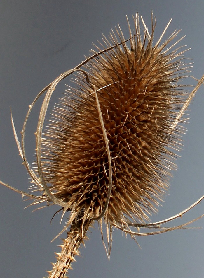 Изображение особи Dipsacus fullonum.