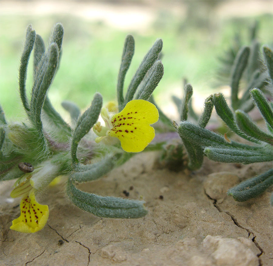 Image of Ajuga chia specimen.