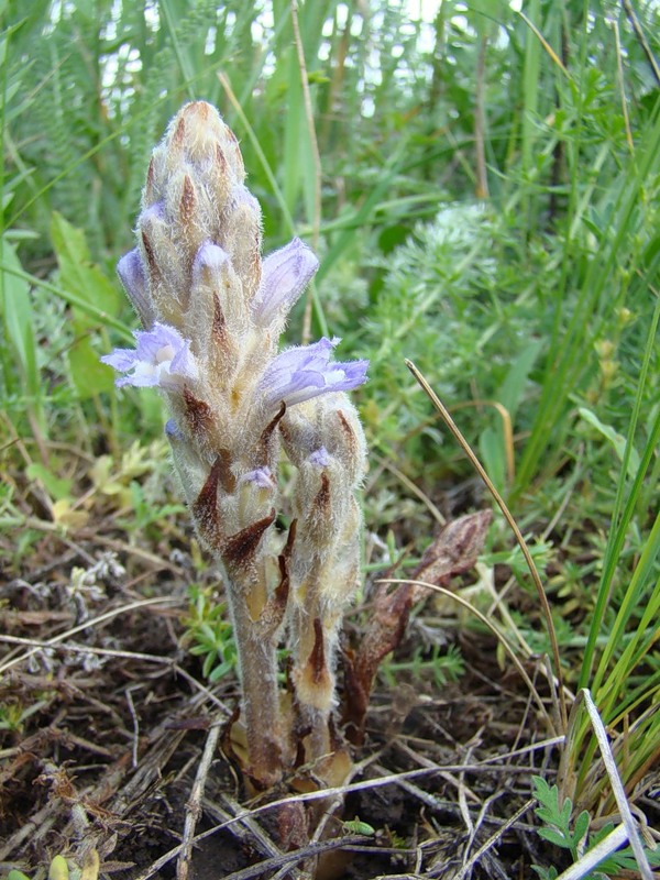 Image of Phelipanche caesia specimen.
