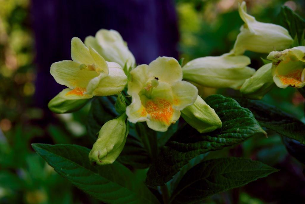Image of Weigela middendorffiana specimen.
