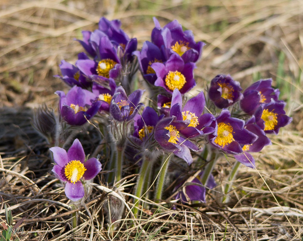 Image of Pulsatilla patens specimen.