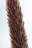 Alopecurus arundinaceus