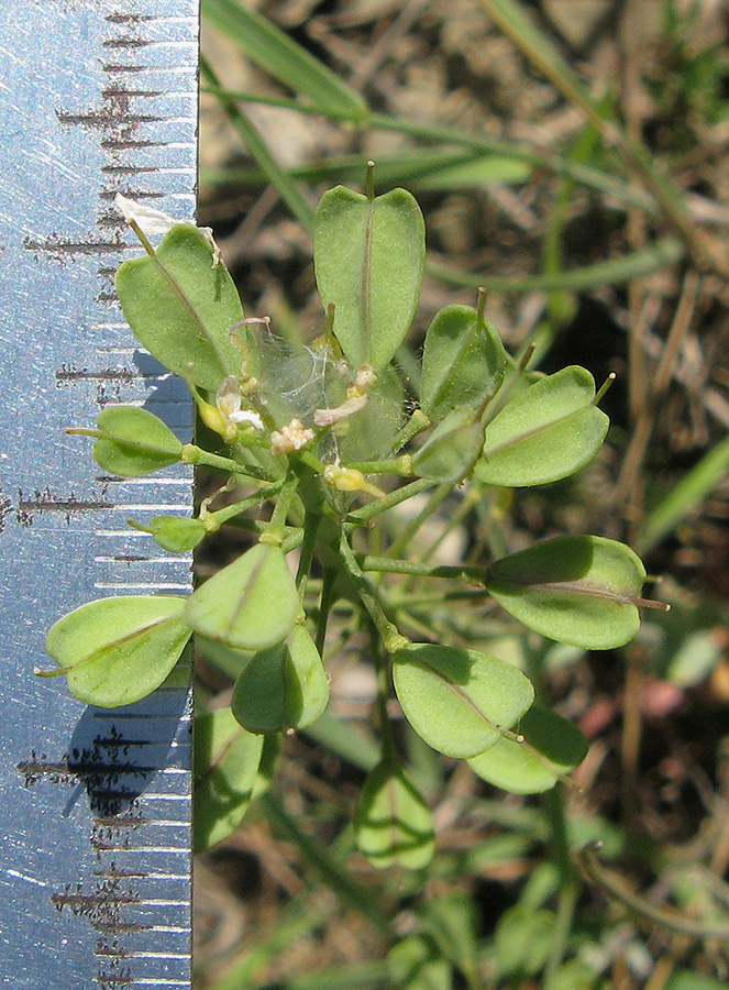 Image of Noccaea macrantha specimen.