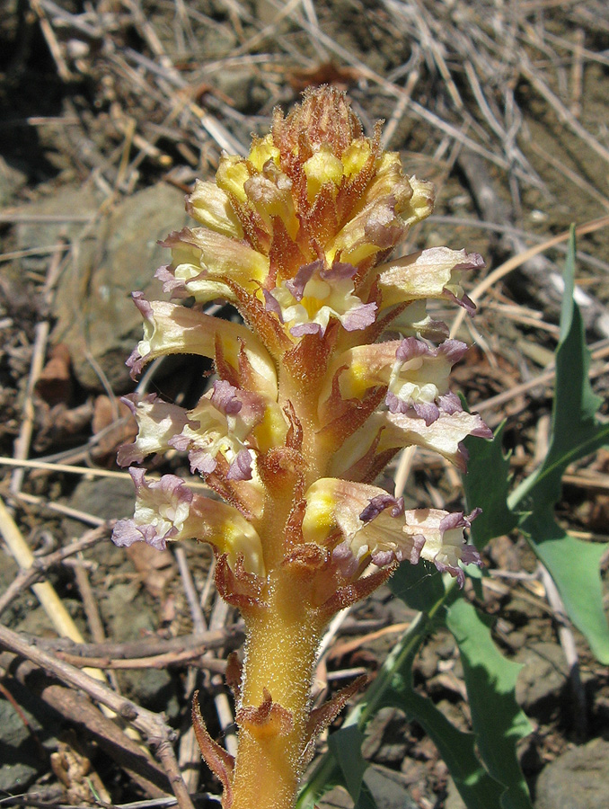 Image of Orobanche grenieri specimen.