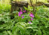 Lathyrus vernus