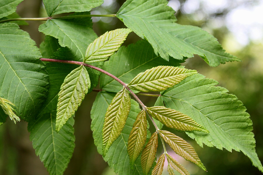 Image of Sorbaria kirilowii specimen.