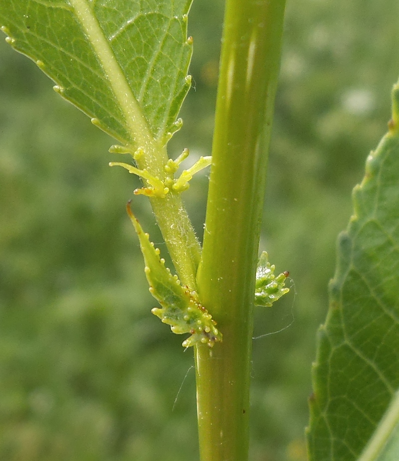 Image of Salix × meyeriana specimen.