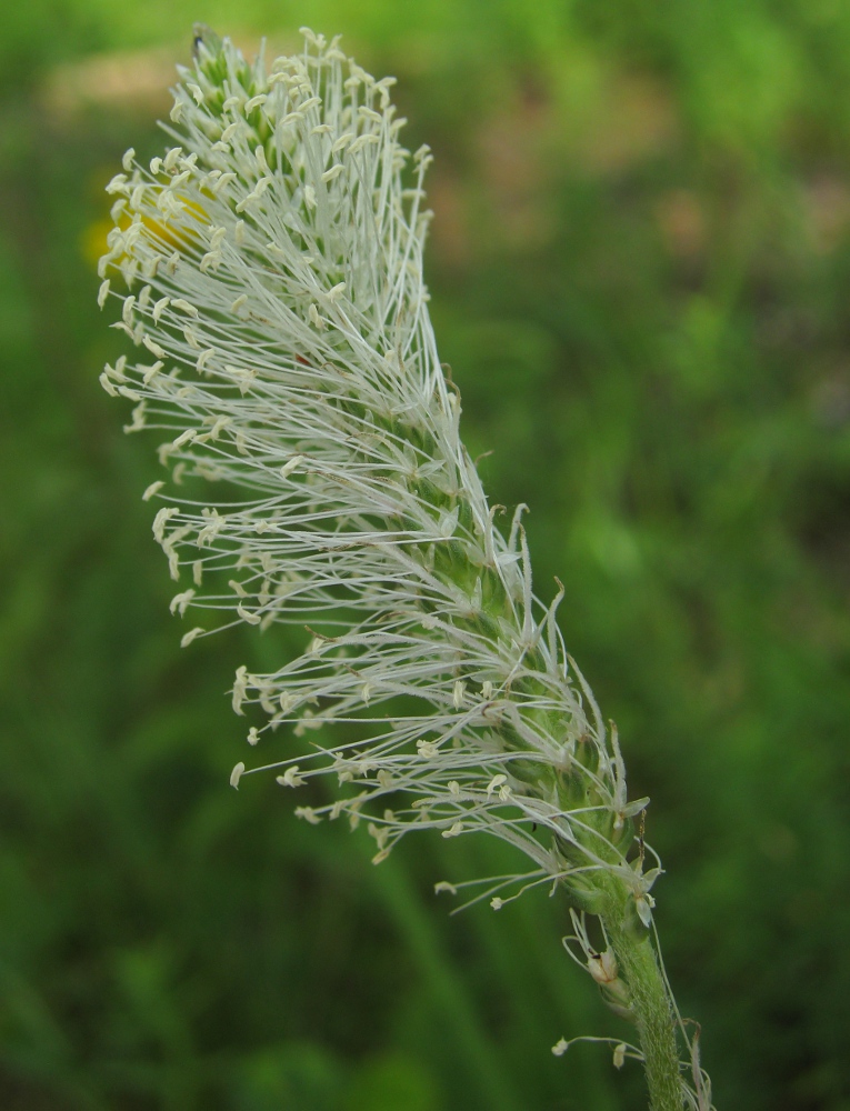Изображение особи Plantago urvillei.