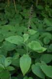 Stachys sylvatica