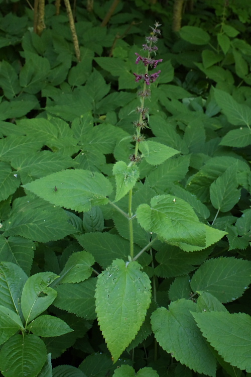 Изображение особи Stachys sylvatica.