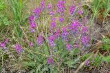 Oxytropis coerulea. Цветущее растение. Республика Бурятия, Прибайкальский р-н, окр. с. Старое Татаурово, обочина дороги у подножия сопки. 22.06.2013.