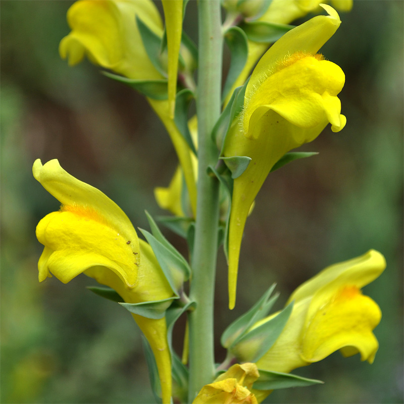 Изображение особи Linaria grandiflora.