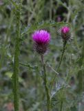 Carduus crispus