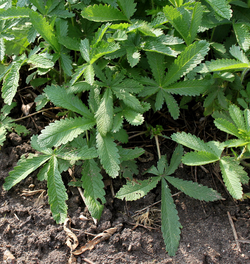 Image of Potentilla verna specimen.