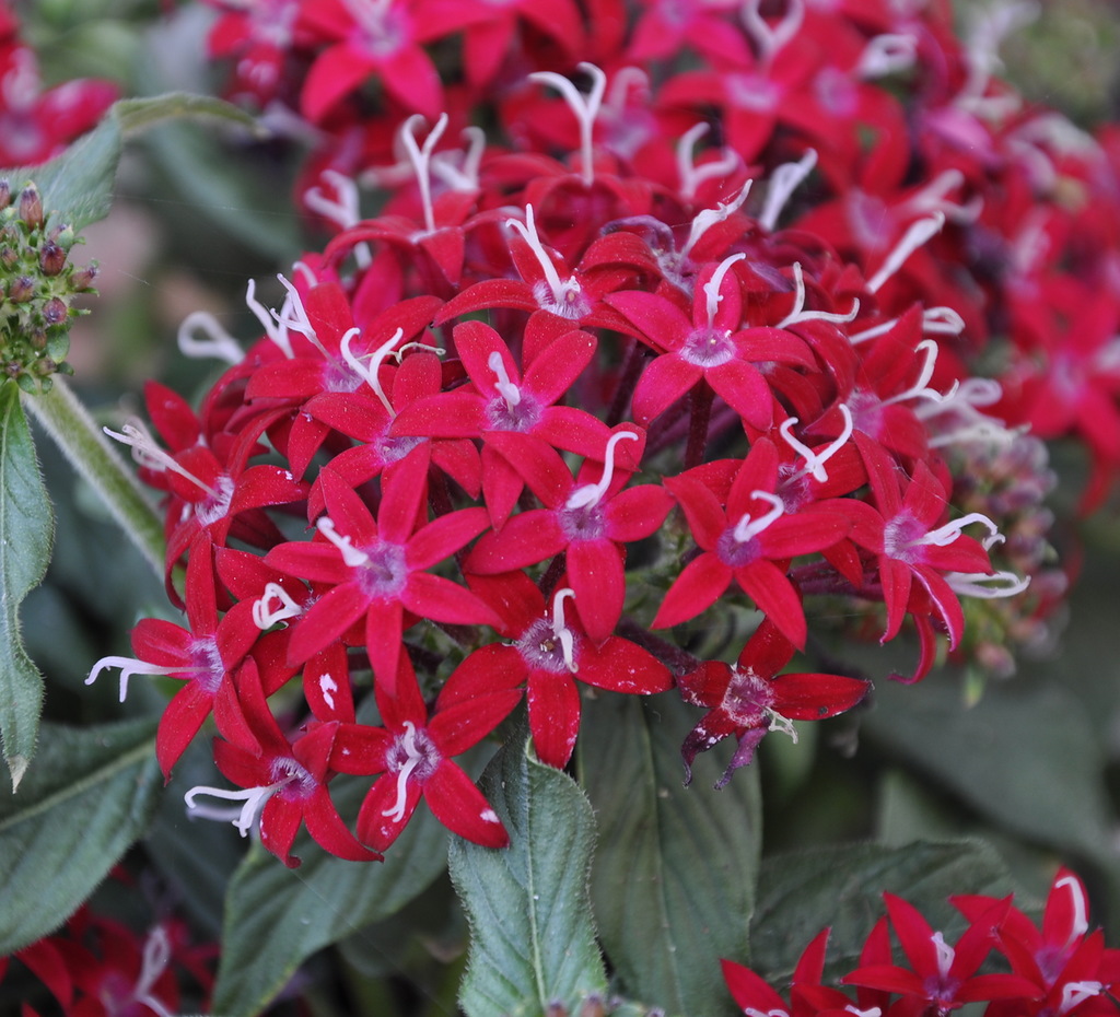 Image of Pentas lanceolata specimen.