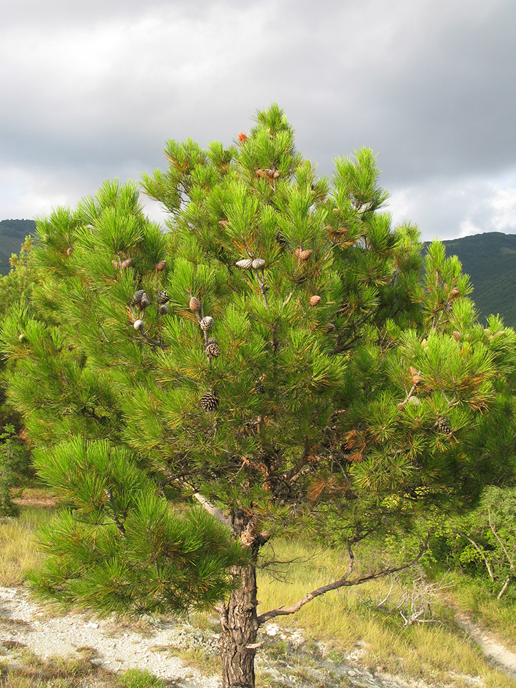 Изображение особи Pinus pityusa.