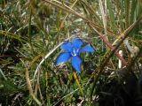 Gentiana verna