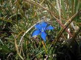 Gentiana verna. Цветок. Болгария, Национальный парк Пирин. 14.08.2013.