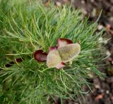 Paeonia tenuifolia