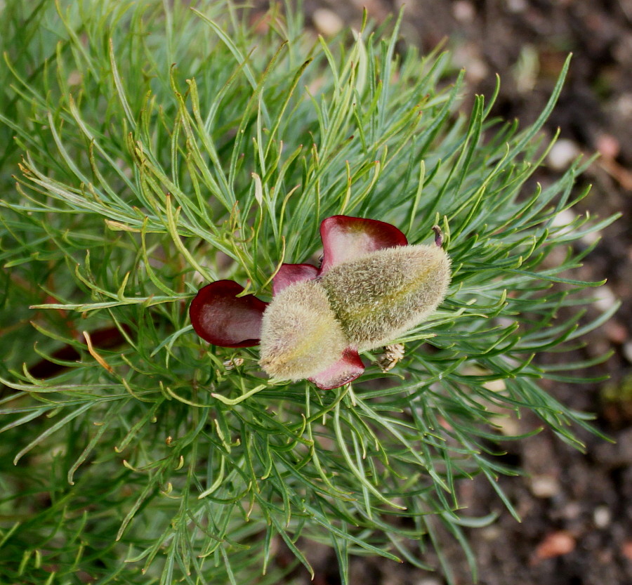 Image of Paeonia tenuifolia specimen.