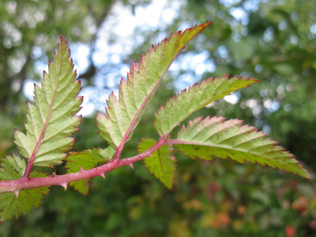 Image of Rubus illecebrosus specimen.