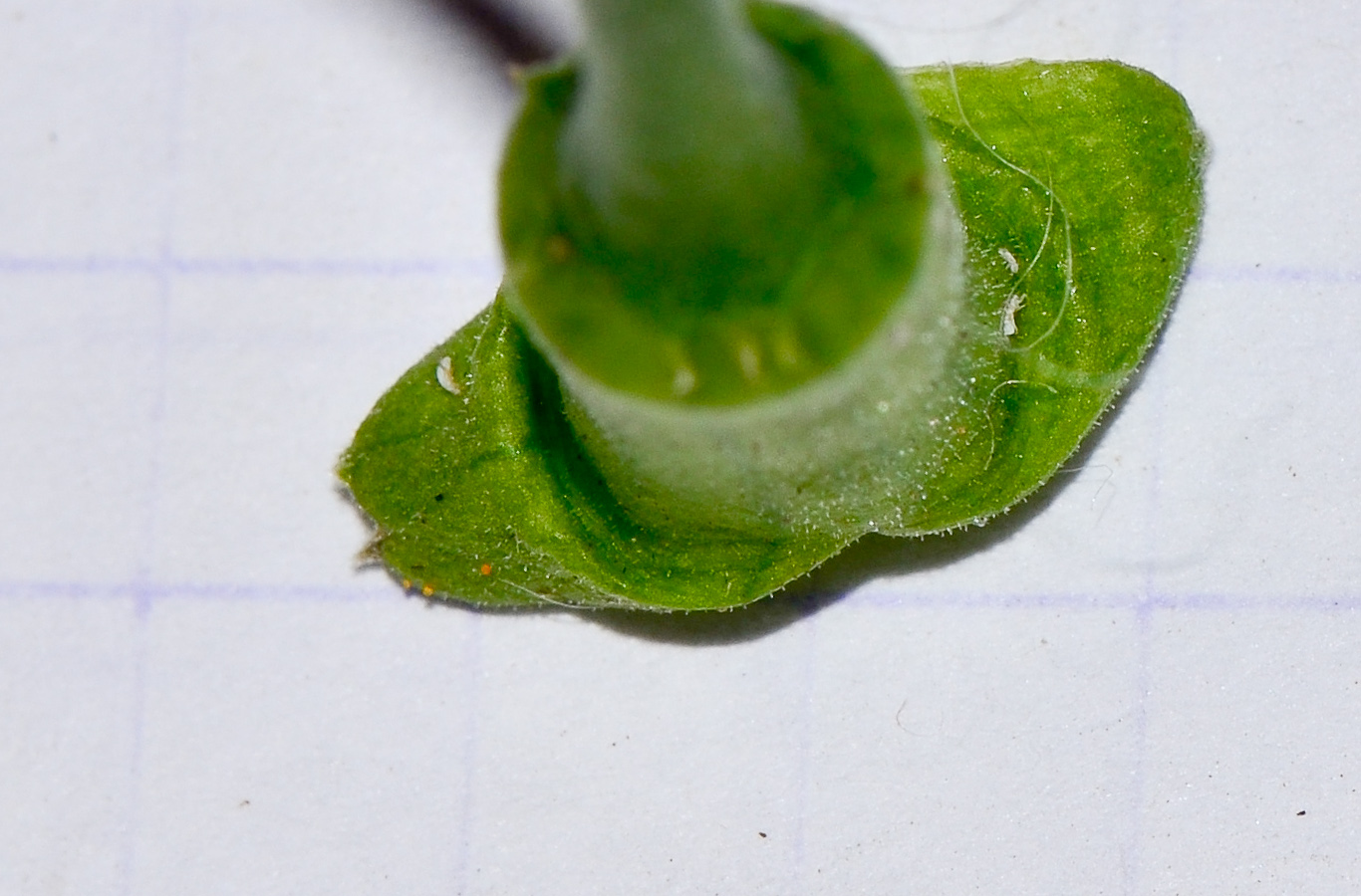 Image of Hibiscus schizopetalus specimen.