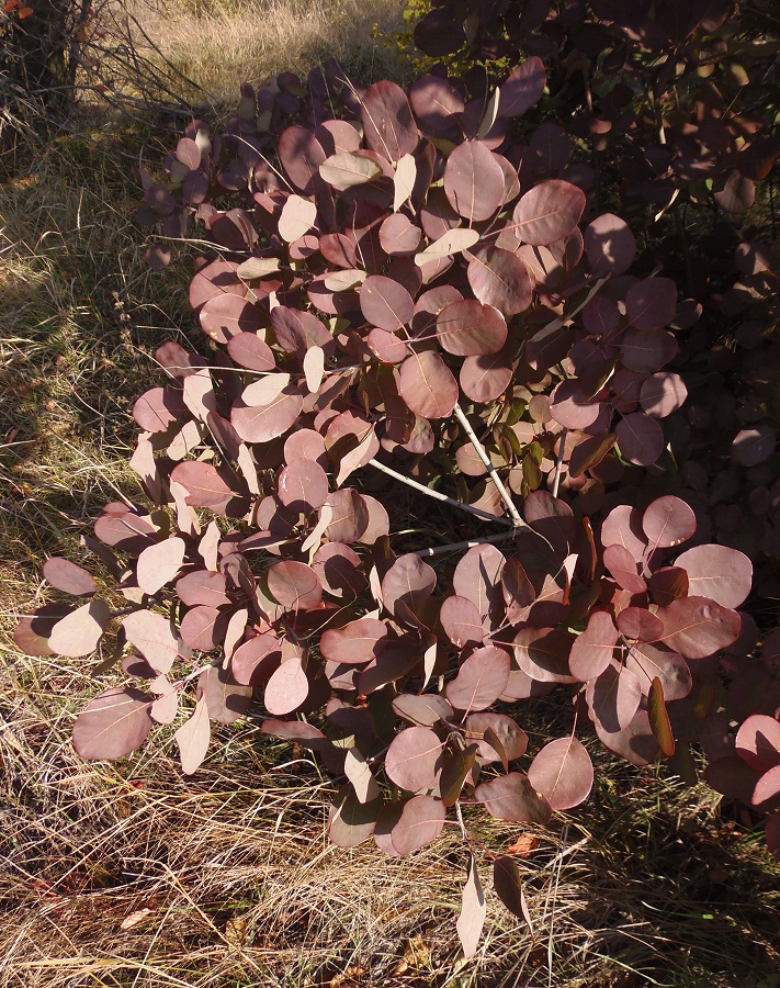 Image of Cotinus coggygria specimen.