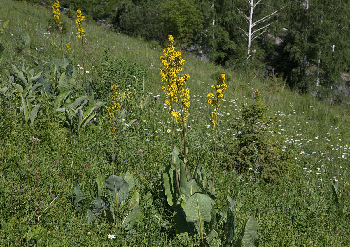 Изображение особи Ligularia heterophylla.