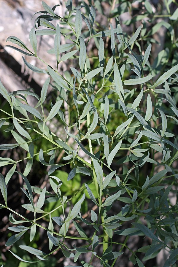 Изображение особи Ferula penninervis.