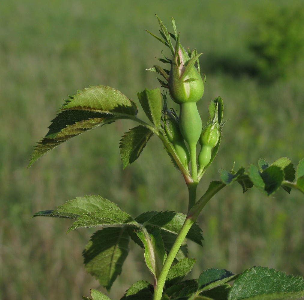 Image of genus Rosa specimen.