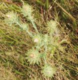 Carlina vulgaris