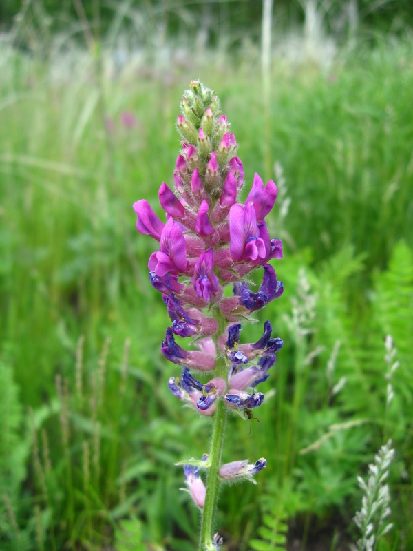 Image of Oxytropis campanulata specimen.